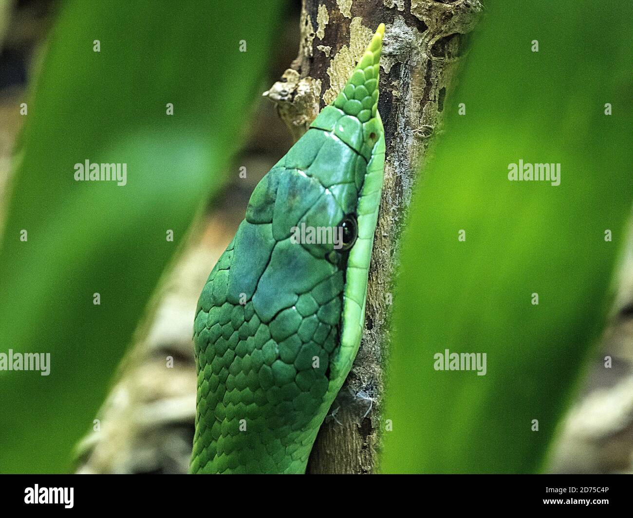 Funny snake close up with a long pointed nose Stock Photo