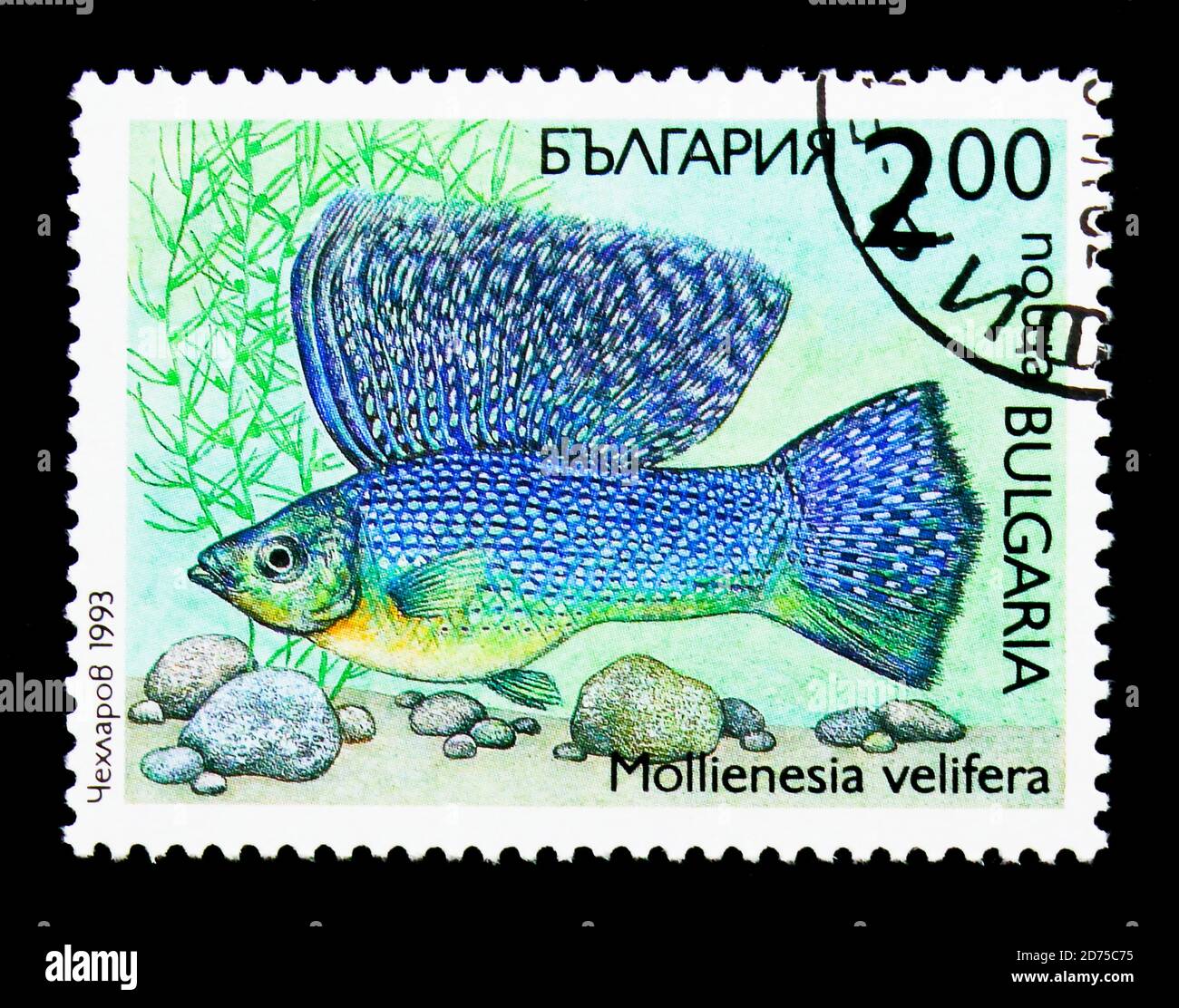 MOSCOW, RUSSIA - NOVEMBER 25, 2017: A stamp printed in Bulgaria shows Sail-fin Molly (Mollienesia velifera), Flora and fauna serie, circa 1993 Stock Photo
