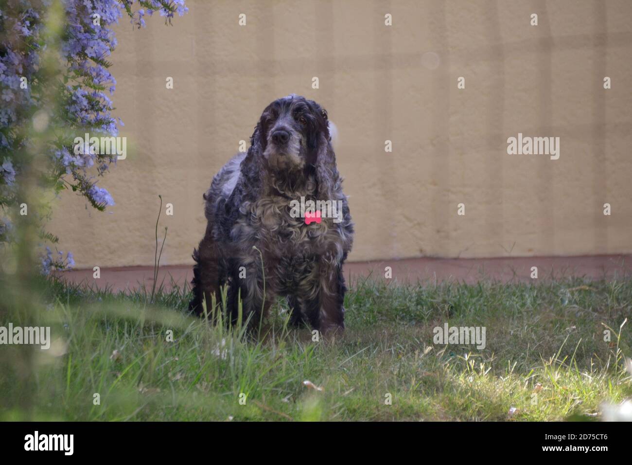Black and white cocker spaniel Stock Photo