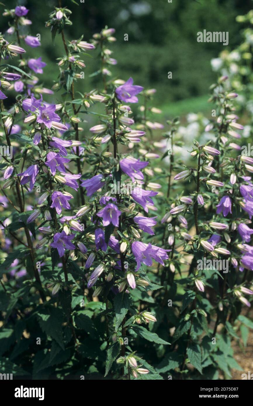 Bellflower (Campanula grossekii) plant in a sunny summer day Stock Photo