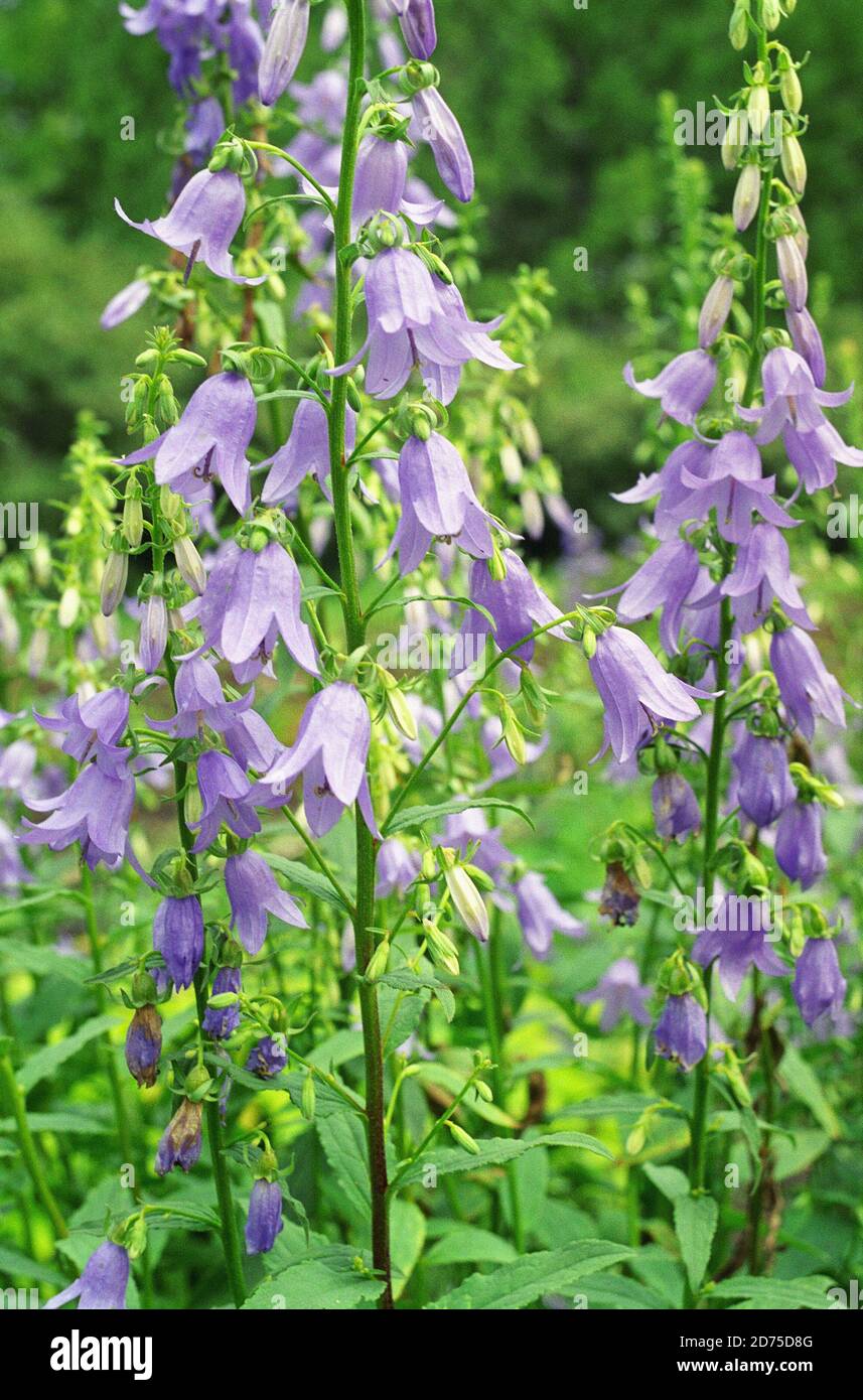 Bellflower (Campanula) plant in a sunny summer day Stock Photo