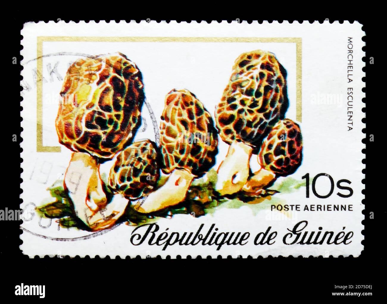 MOSCOW, RUSSIA - JANUARY 2, 2018: A stamp printed in Guinea shows Morchella Esculenta, Mushrooms serie, circa 1977 Stock Photo