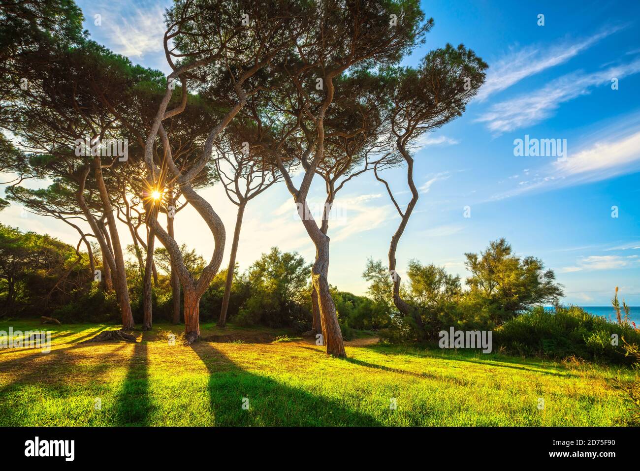 Pine trees at sunset in Maremma. Baratti beach, Piombino, Tuscany, Italy Stock Photo