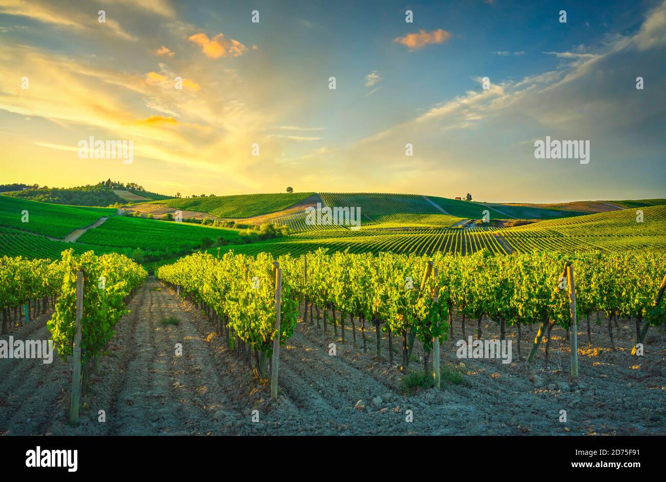 Vineyard at sunset. Castellina in Chianti, Tuscany, Italy, Europe. Stock Photo