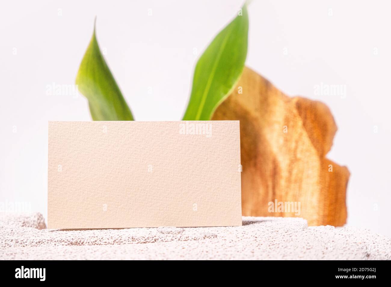 Cosmetology business card mock up. Eco natural style. Cement and green leaf. Beauty clinic card. Still life style. White backgound Stock Photo