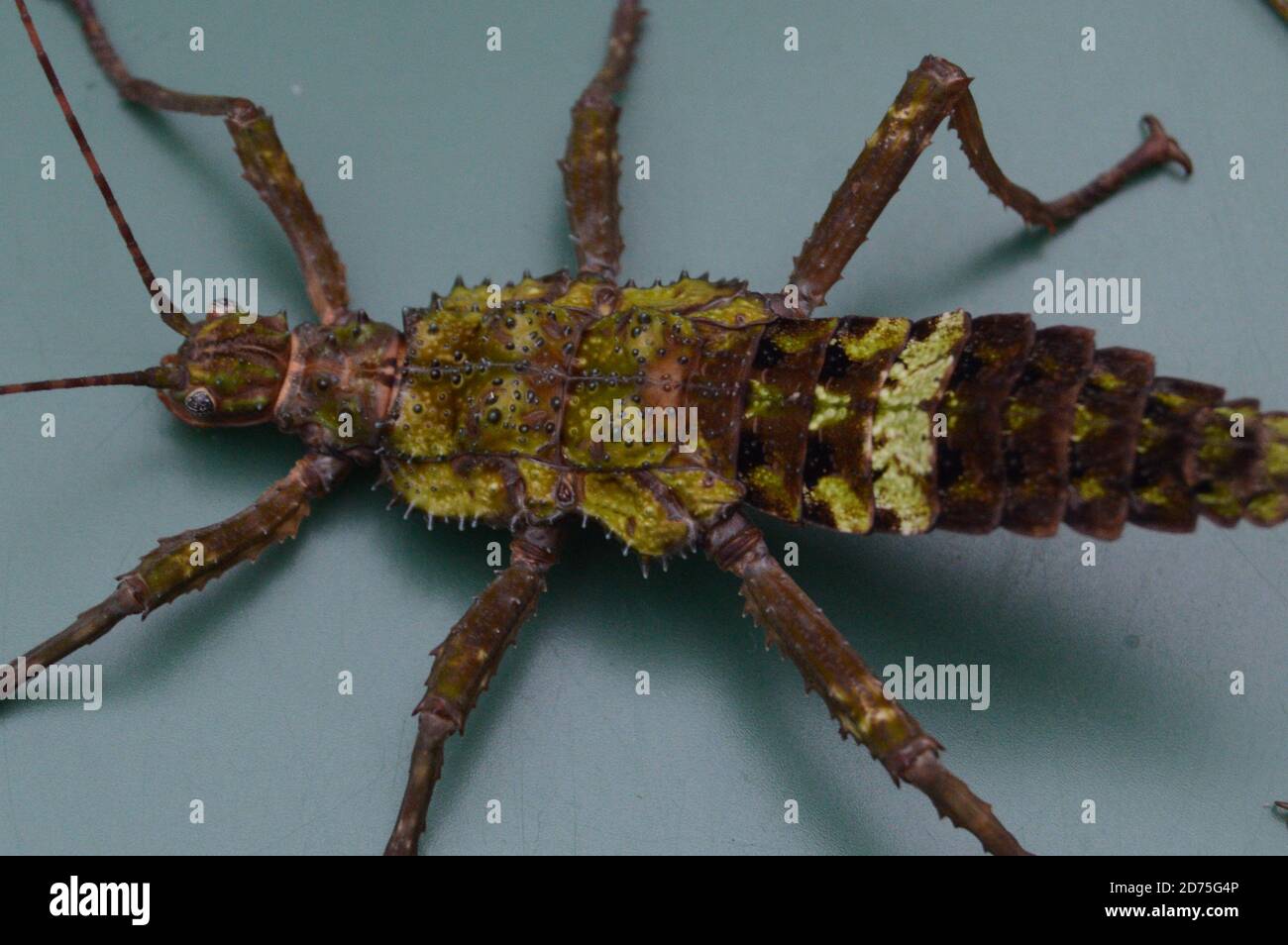 Mearnsiana bullosa hi-res stock photography and images - Alamy