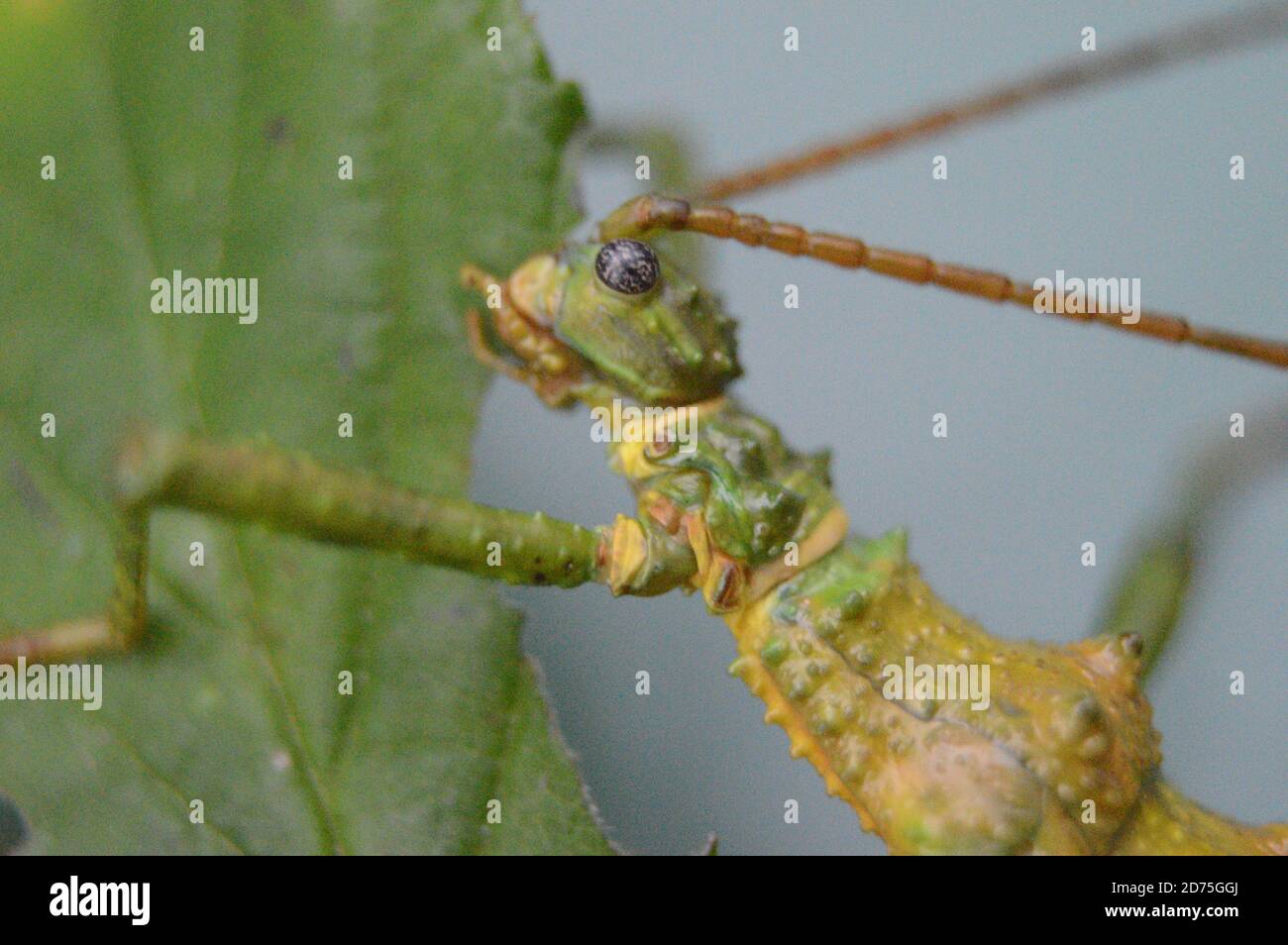 Mearnsiana bullosa hi-res stock photography and images - Alamy