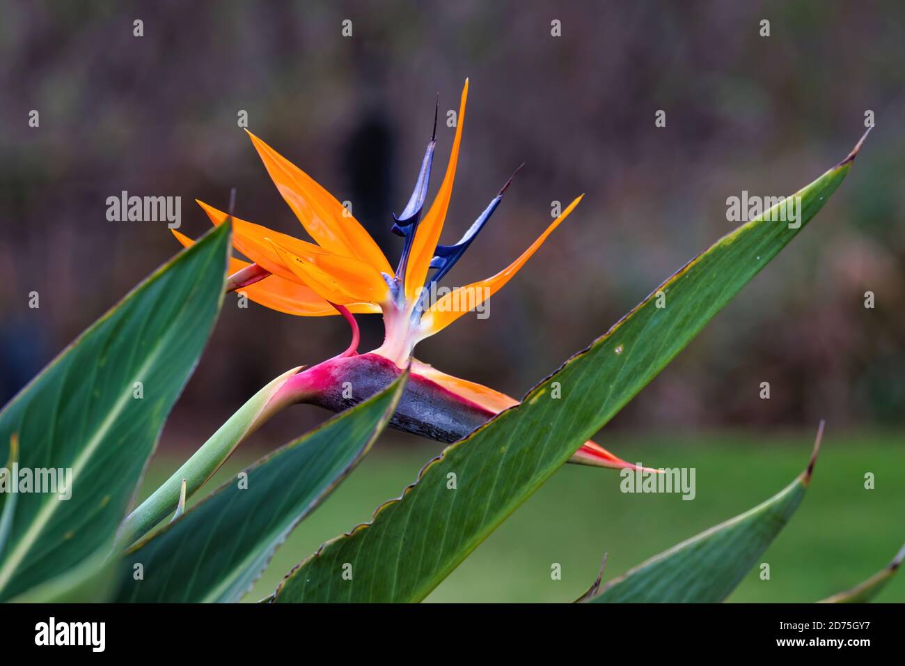 Beautiful close-up of a bright and colorful bird of paradise flower. Stock Photo