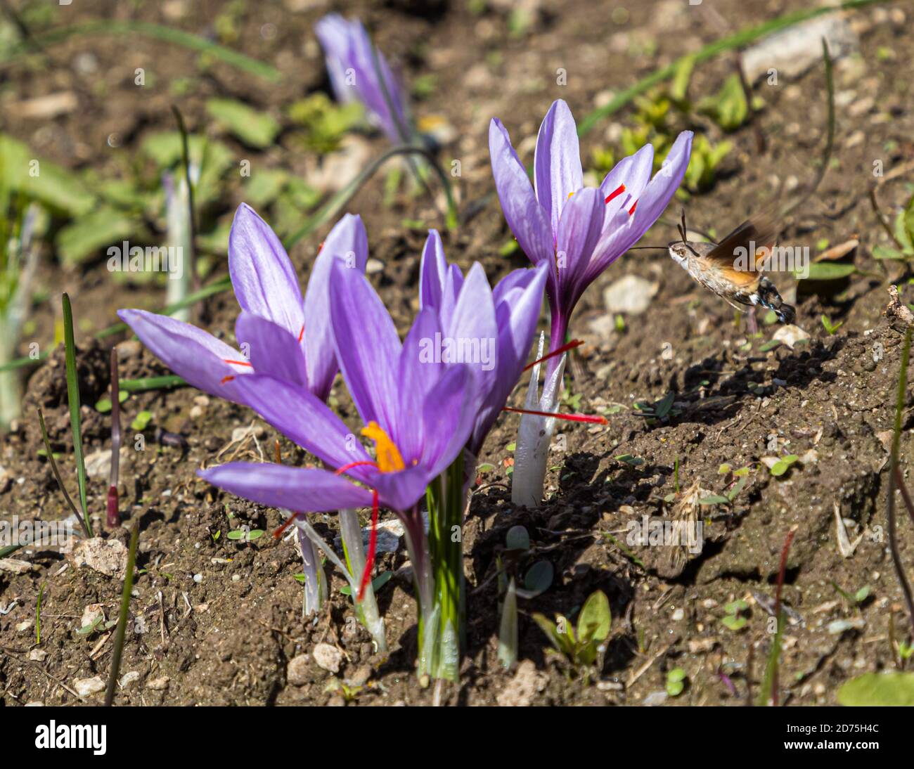 Saffron cultivation, harvest and processing in Mund, Naters