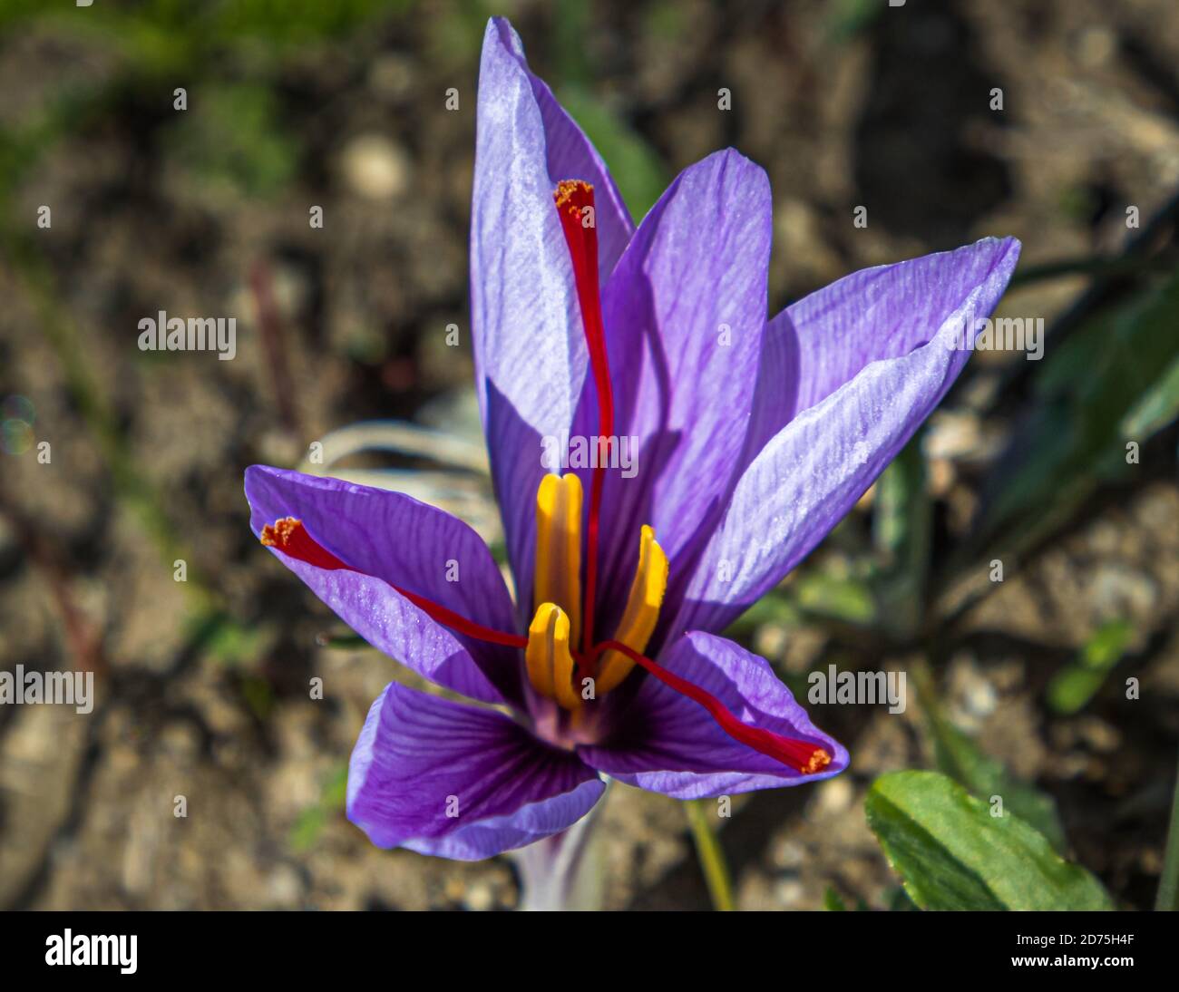 Saffron cultivation, harvest and processing in Mund, Naters