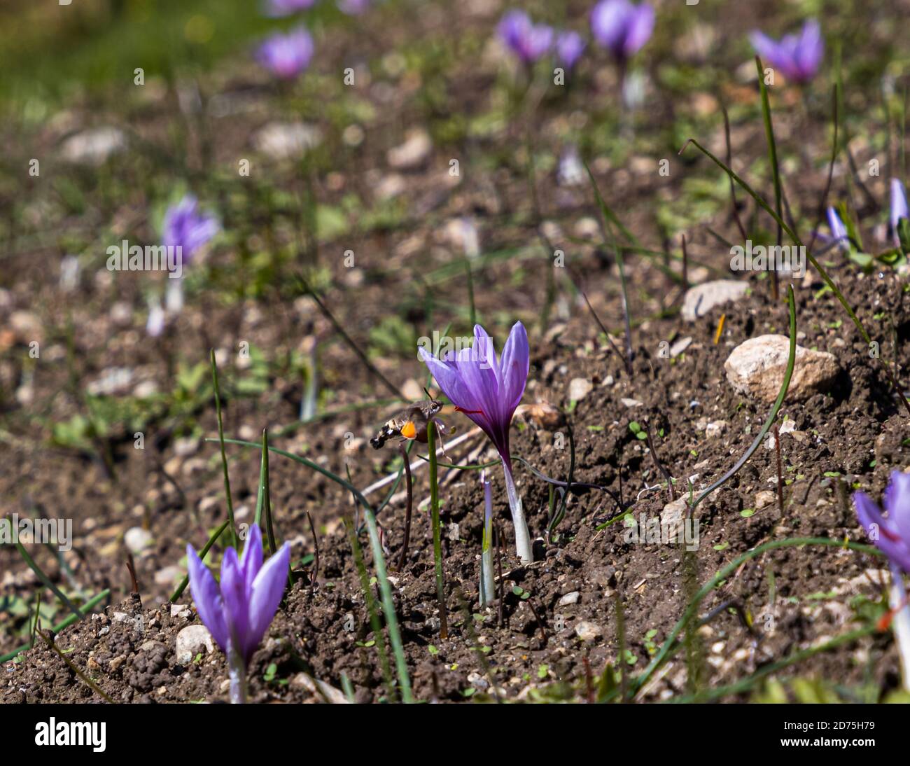 Saffron cultivation, harvest and processing in Mund, Naters