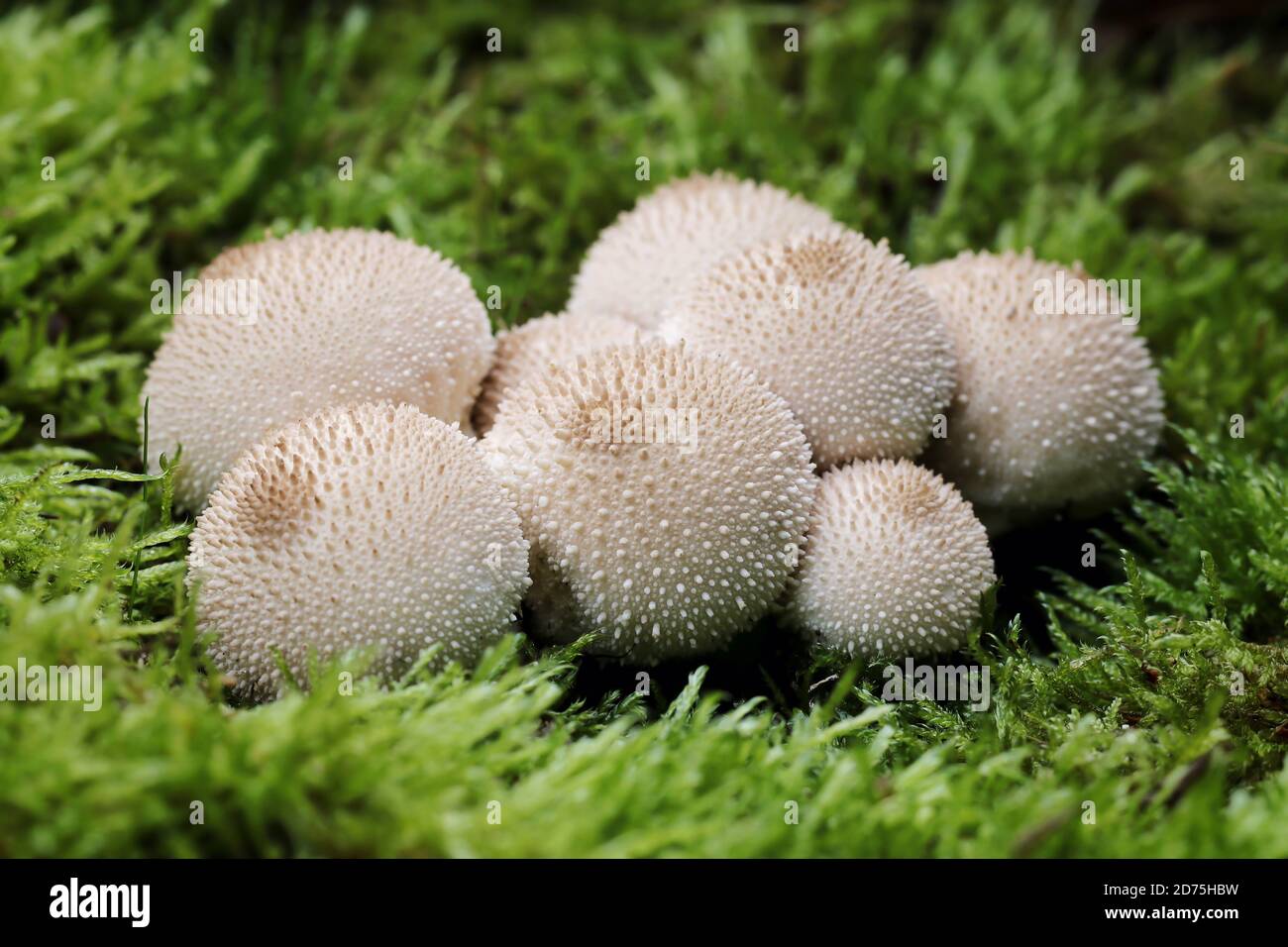 A nest of Common Puffballs, Lycoperdon perlatum, young specimens are considered a good edible mushroom. Stock Photo