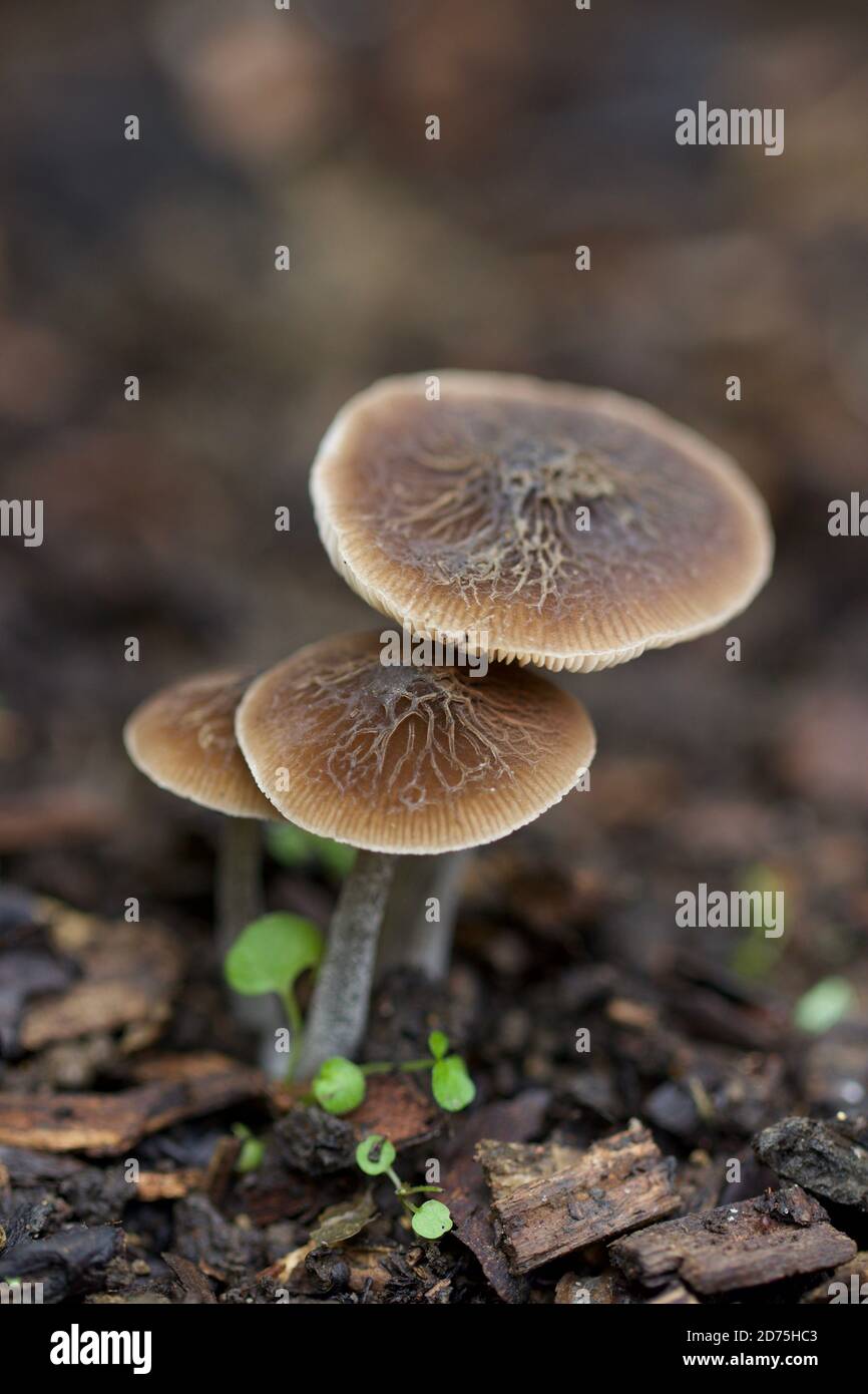 The Veined Shield Mushroom, Pluteus tompsonii, showing the characteristic folds or veins in the cap surface Stock Photo