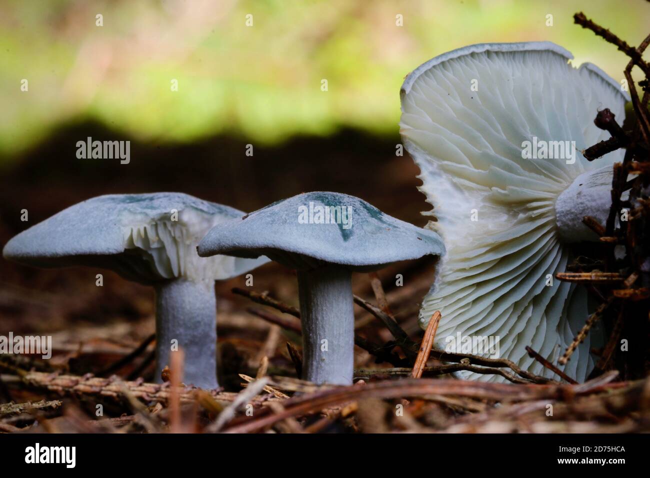 The Aniseed Funnel Cap Mushroom, Clitocybe odora, recognisable by its smell alone is a useful addition for flavouring soups and stews Stock Photo