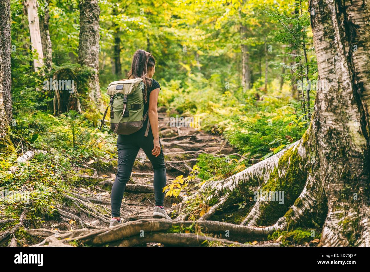 Forest hike trail hiker woman walking in autumn fall nature background in fall season. Hiking active people lifestyle wearing backpack exercising Stock Photo