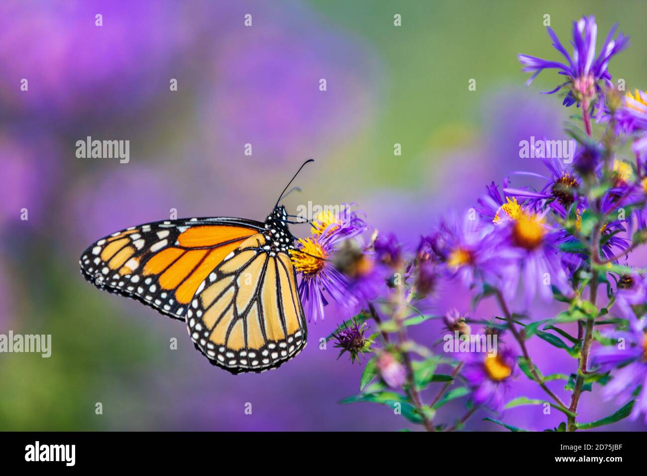Monarch butterfly feeding on purple aster flower in summer floral