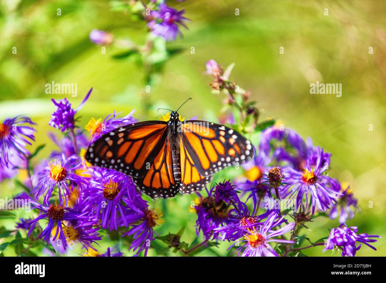 Monarch butterfly on purple asters flowers in Autumn nature garden background. Butterflies flying outdoor Stock Photo