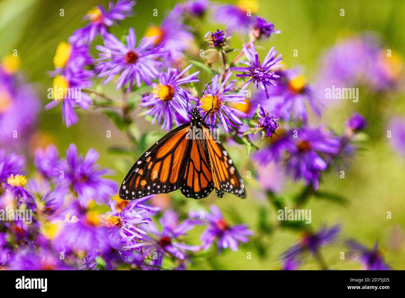Monarch butterfly feeding on purple aster flower in summer floral background. Monarch butterflies in autumn blooming asters Stock Photo