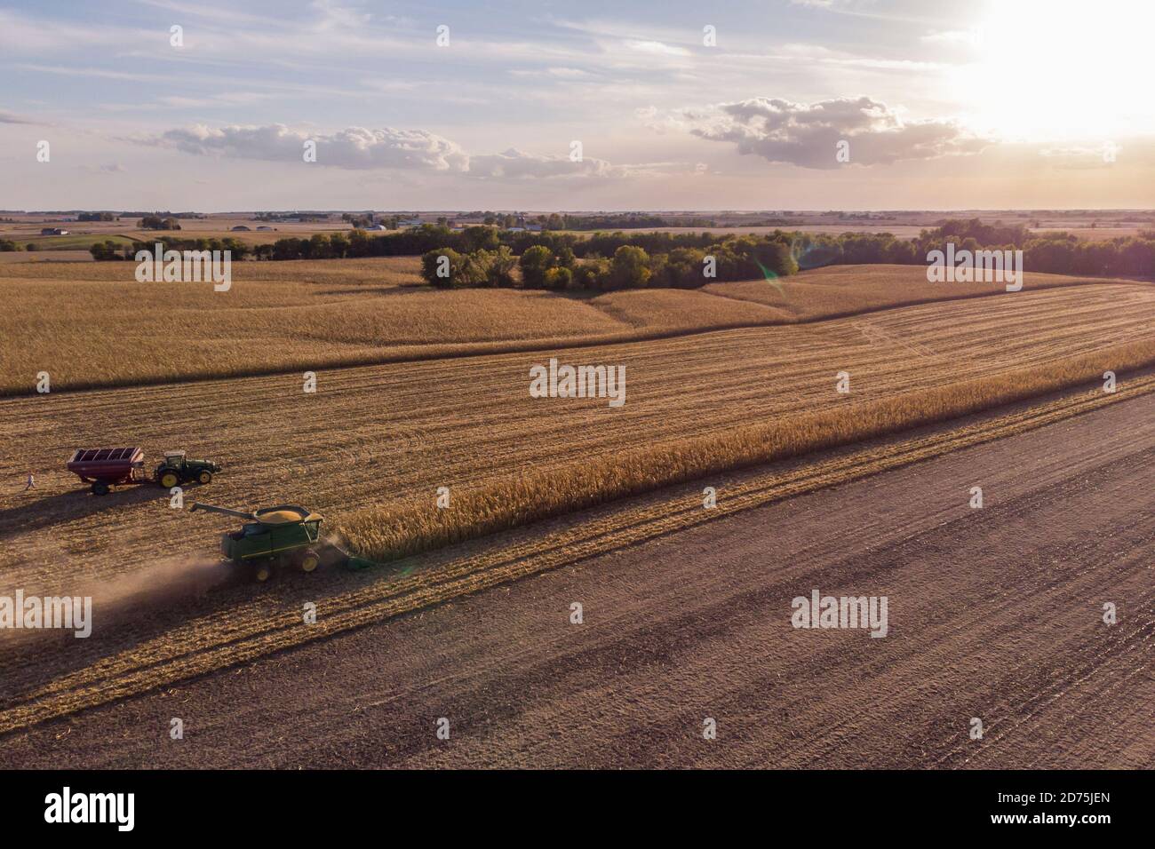 A combine and tractor harvest corn Stock Photo
