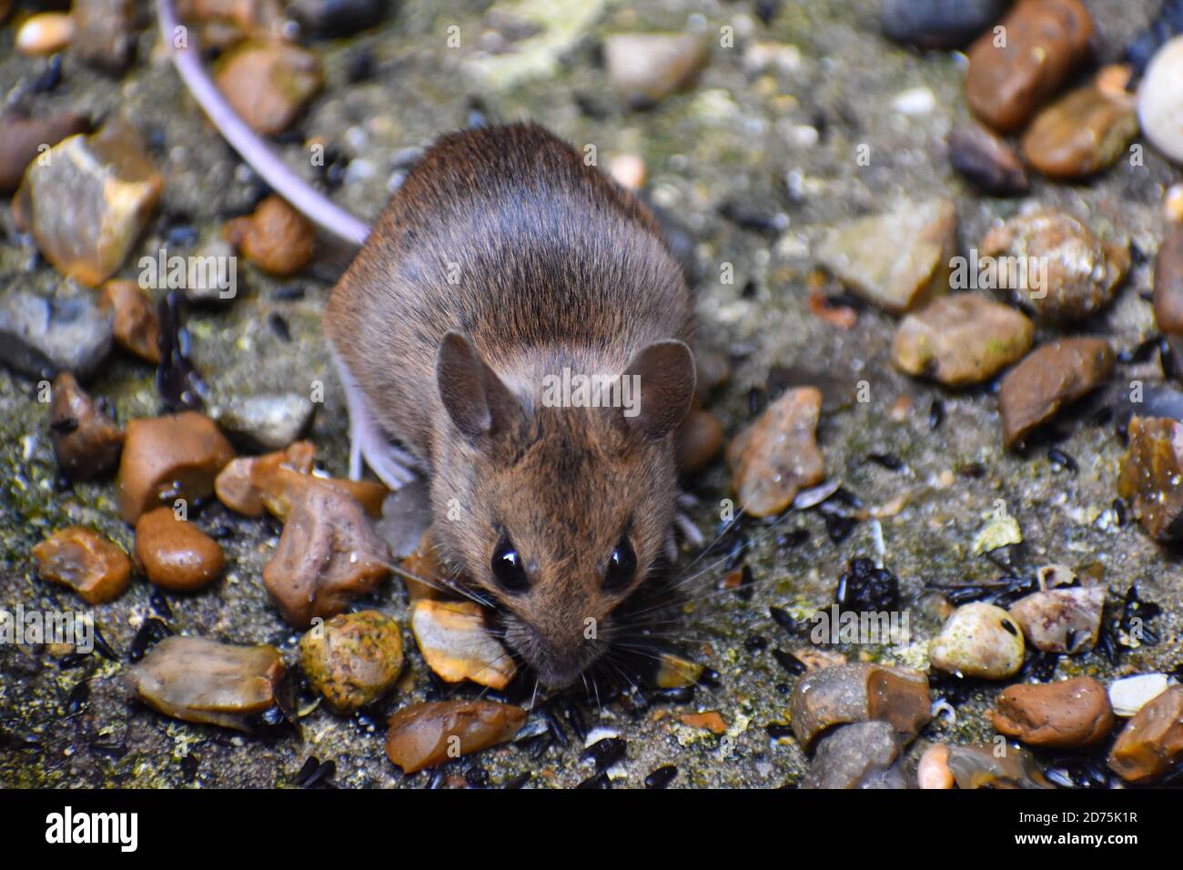 House and field mice are most common pest in England The adult has