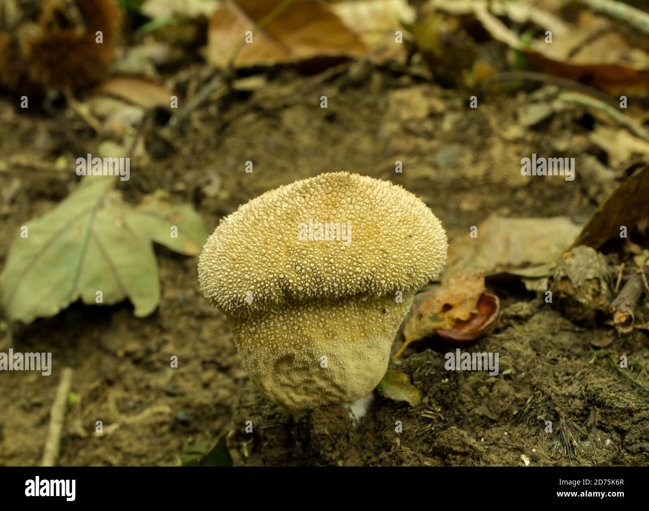 A partly depleted and mature puffball or lycoperdon perlatum. Found in Autumn woodland. Stock Photo