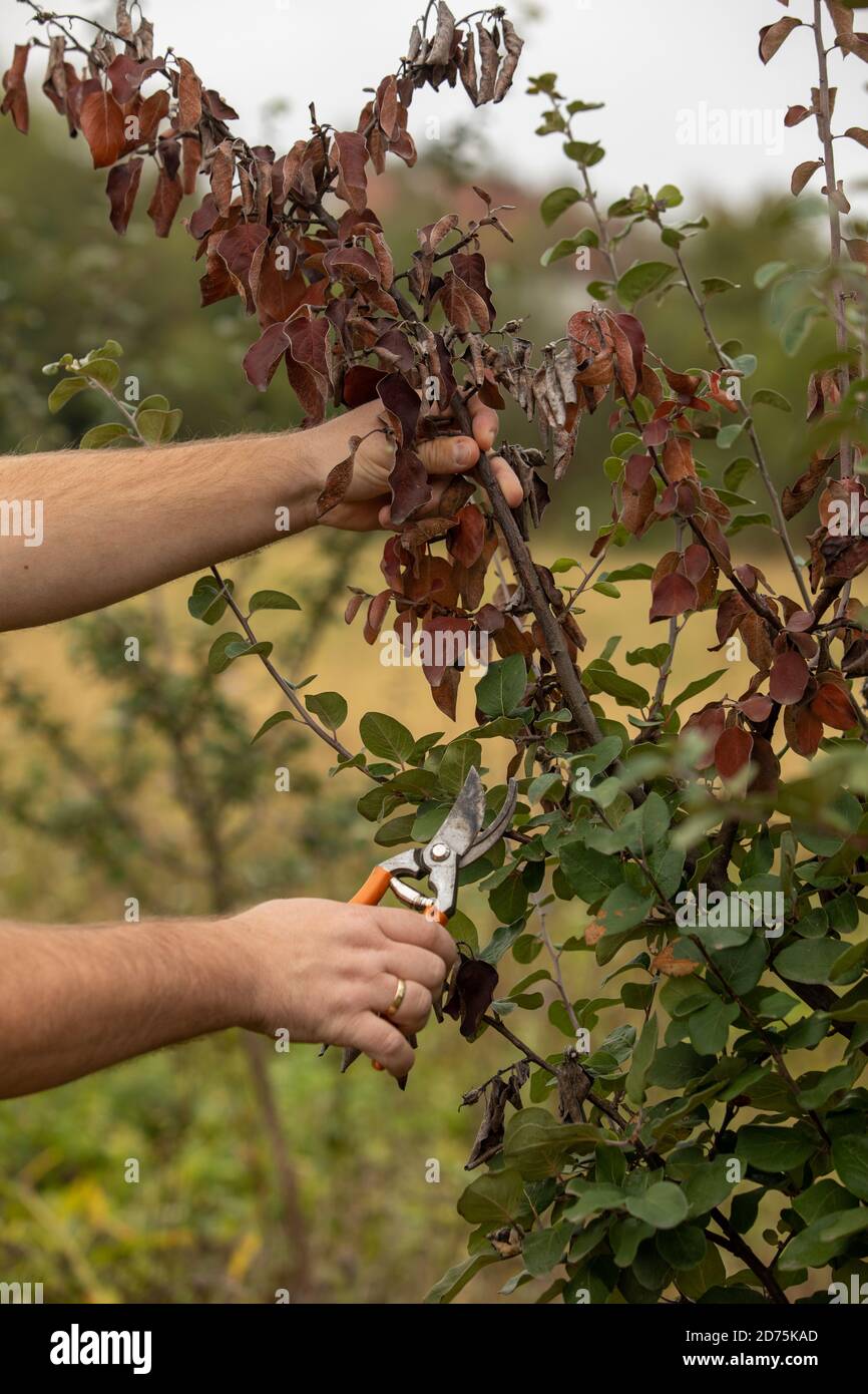 fire blight on apple fire blight on apple