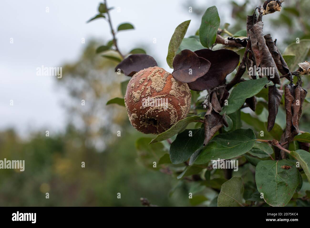 Monilia laxa (Monilinia laxa) infestation, plant disease, Rotten quince apple on the fruit tree Stock Photo