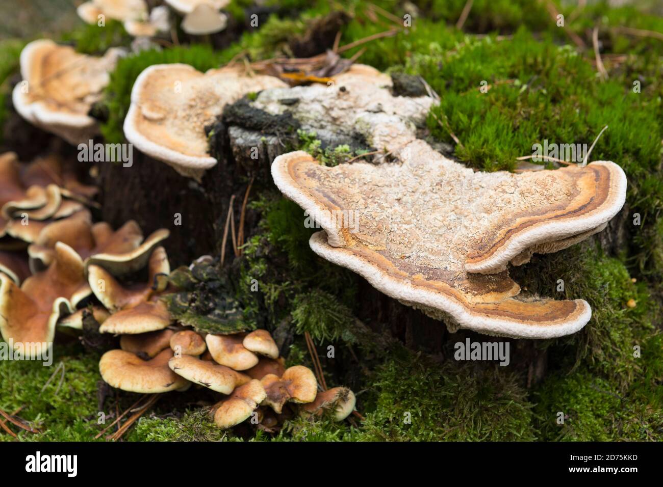 Big mushrooms growing at a tree stump with moss in Europe Stock Photo