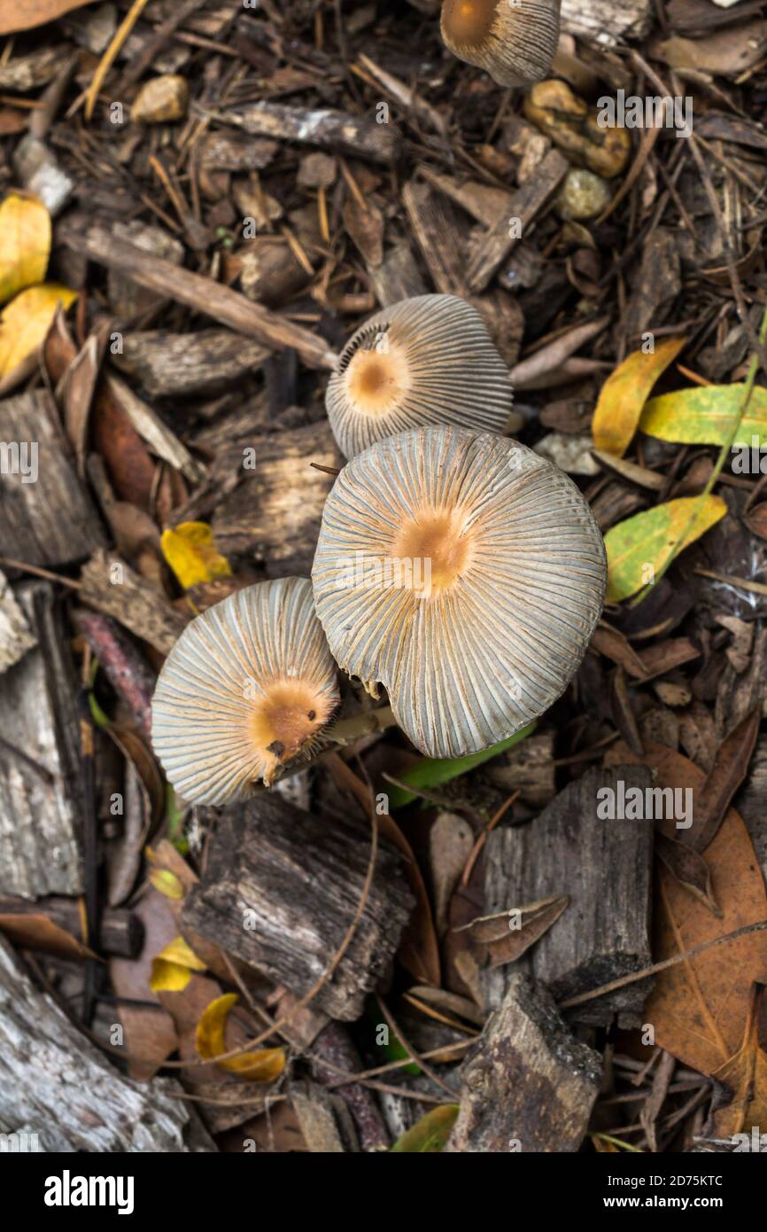 Possibly the immature Bolbitius Titubans growing on a damp forest floor with a lot of leaf litter. Taken in October. Stock Photo