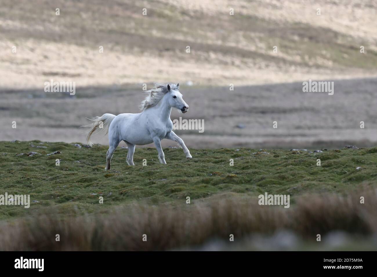welsh mountain pony Stock Photo