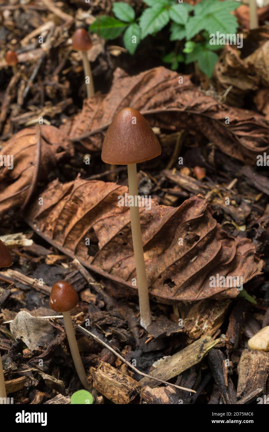 Possibly a liberty cap or psilocybe semilanceata. This was found in a damp wooded area of an October France. Stock Photo