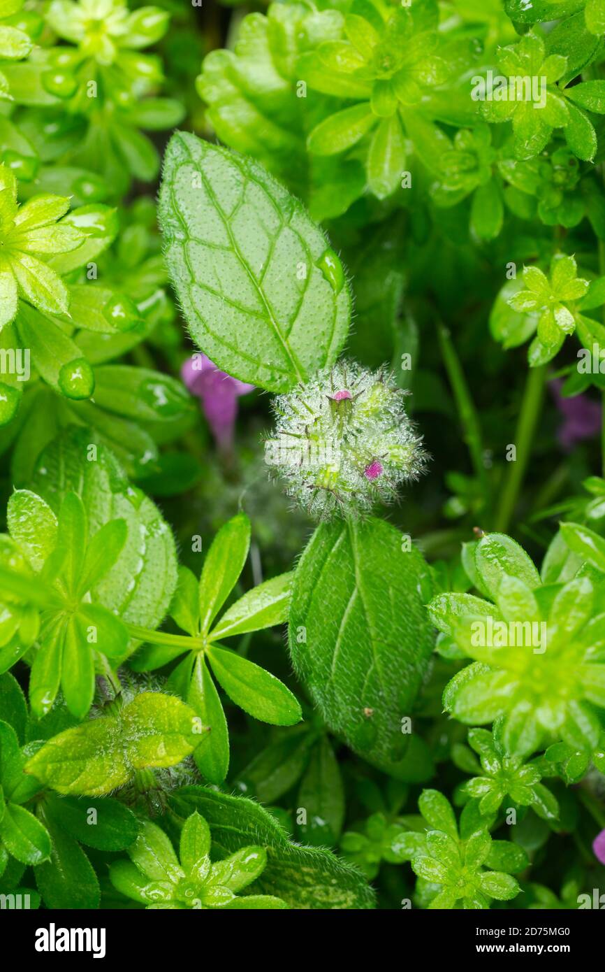 An immature flower-head of the Wild Basil or Clinopodium vulgare growing in October in France. Stock Photo