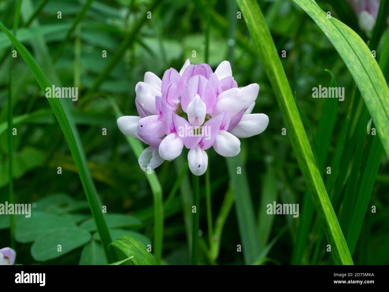 The Crownvetch or Securigera varia which is toxic for horses but not ruminants. Stock Photo