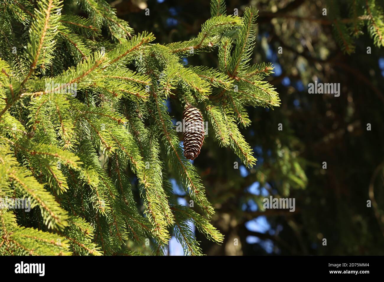 Single pine cone growing on a pine tree branch Stock Photo - Alamy
