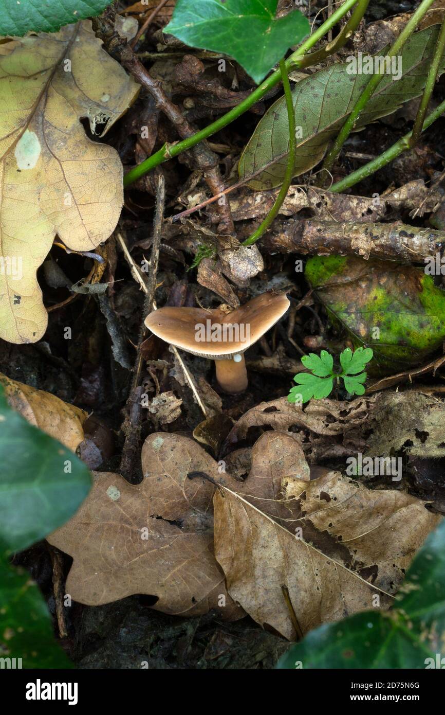 The Weeping Milk Cap or Lactifluus volemus.  Common in temperate climates, this mushroom produces a white latex and smells of fish. Stock Photo