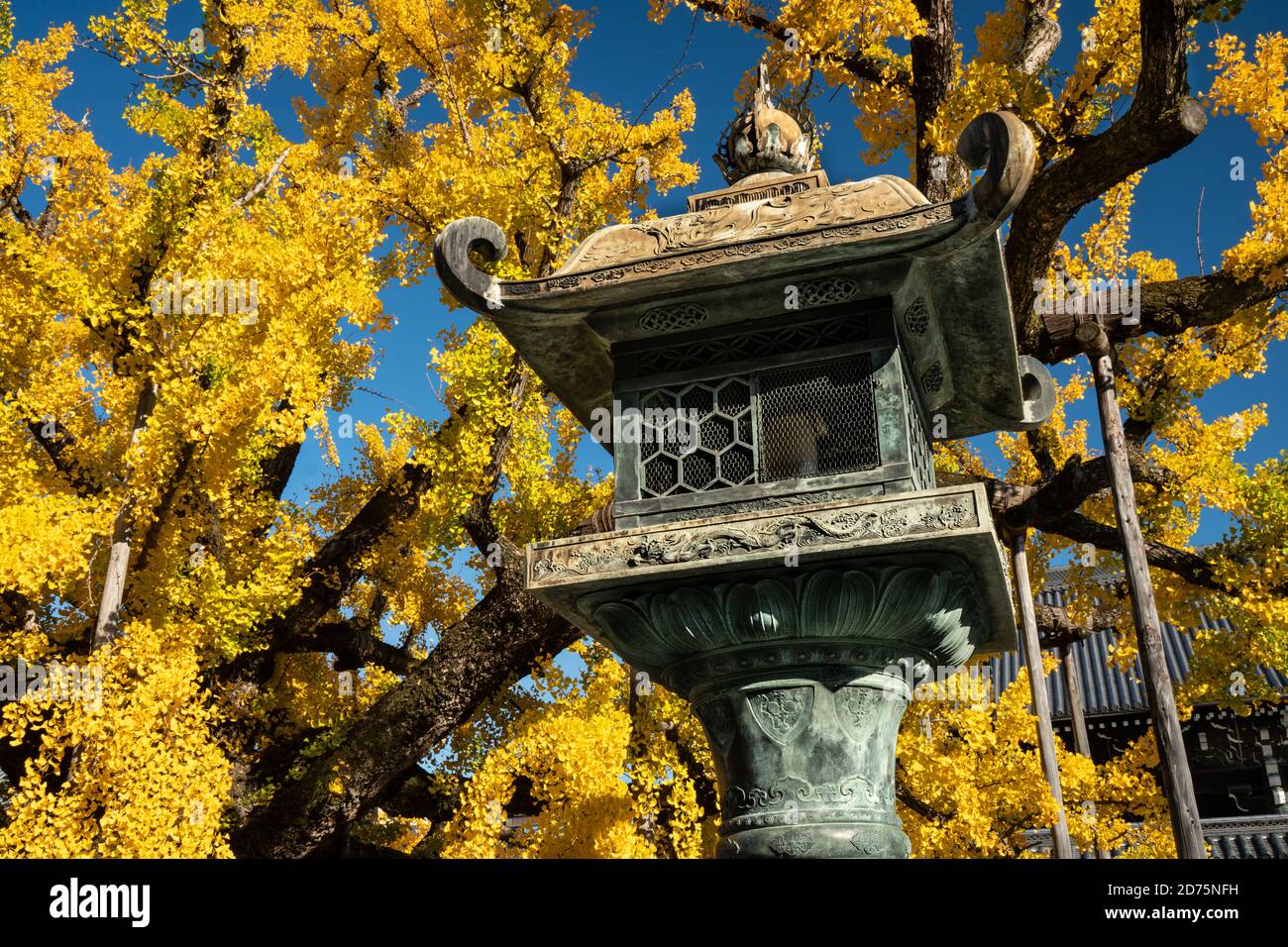Stone lantern at Buddhist temple in Japan. Stunning yellow tree in background. Stock Photo