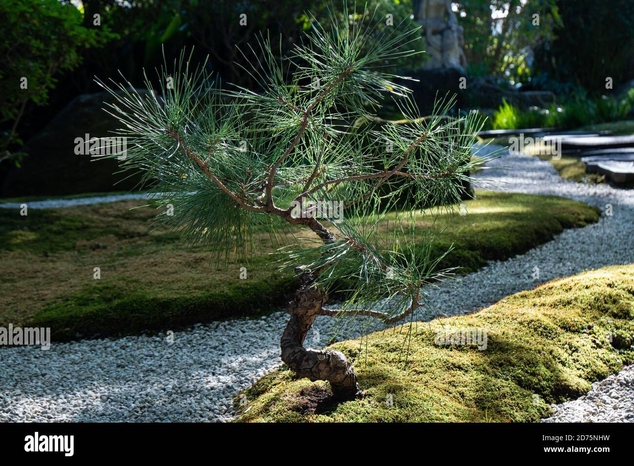 Bonsai tree at shrine in Japan. Beautiful zen garden with gravel Stock