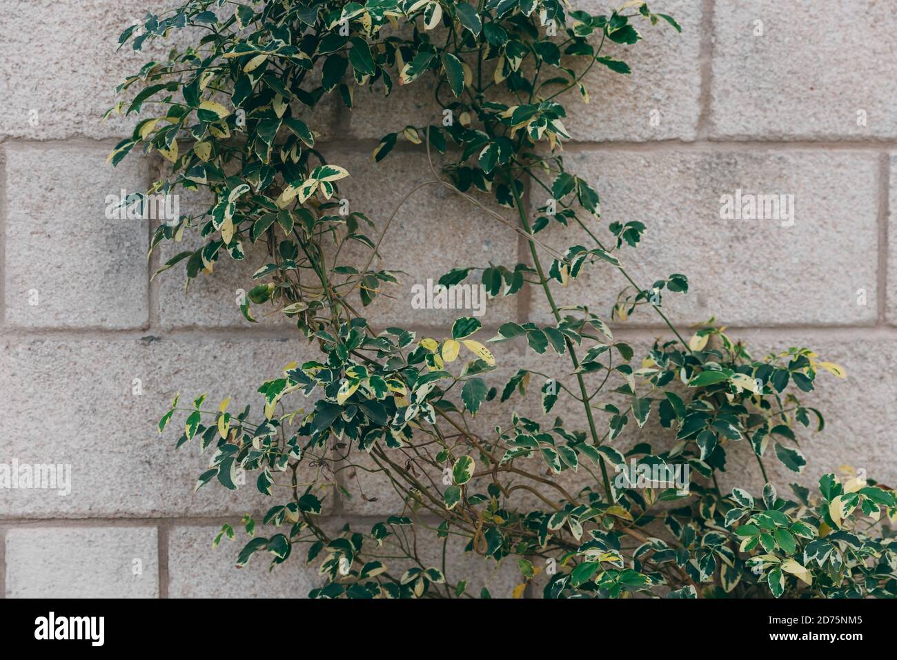 Old vintage brick wall texture with green plant for background. Yellow ...