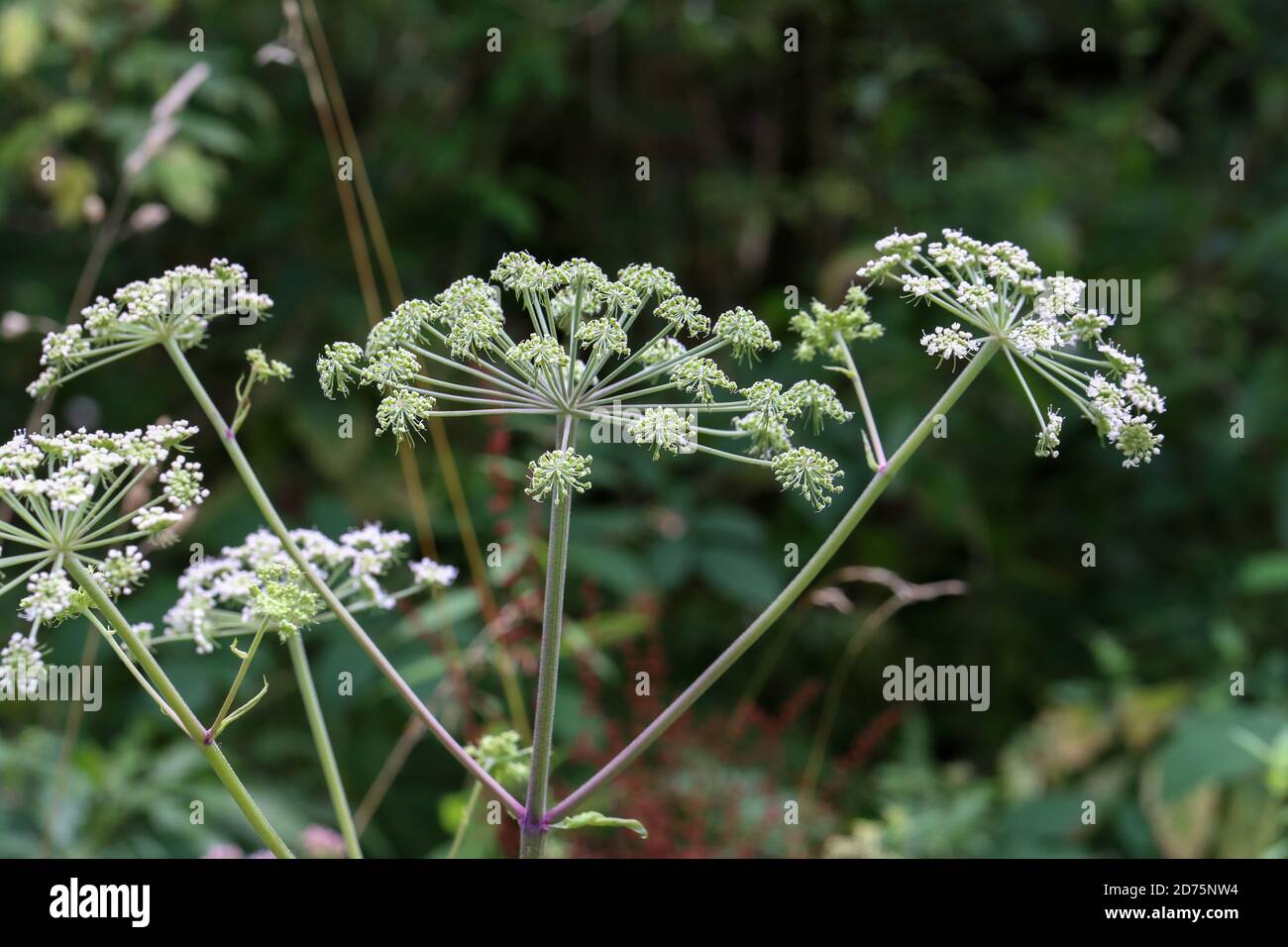 Closeup shot of white flowering plant caraway or meridian fennel on a blurred background Stock Photo