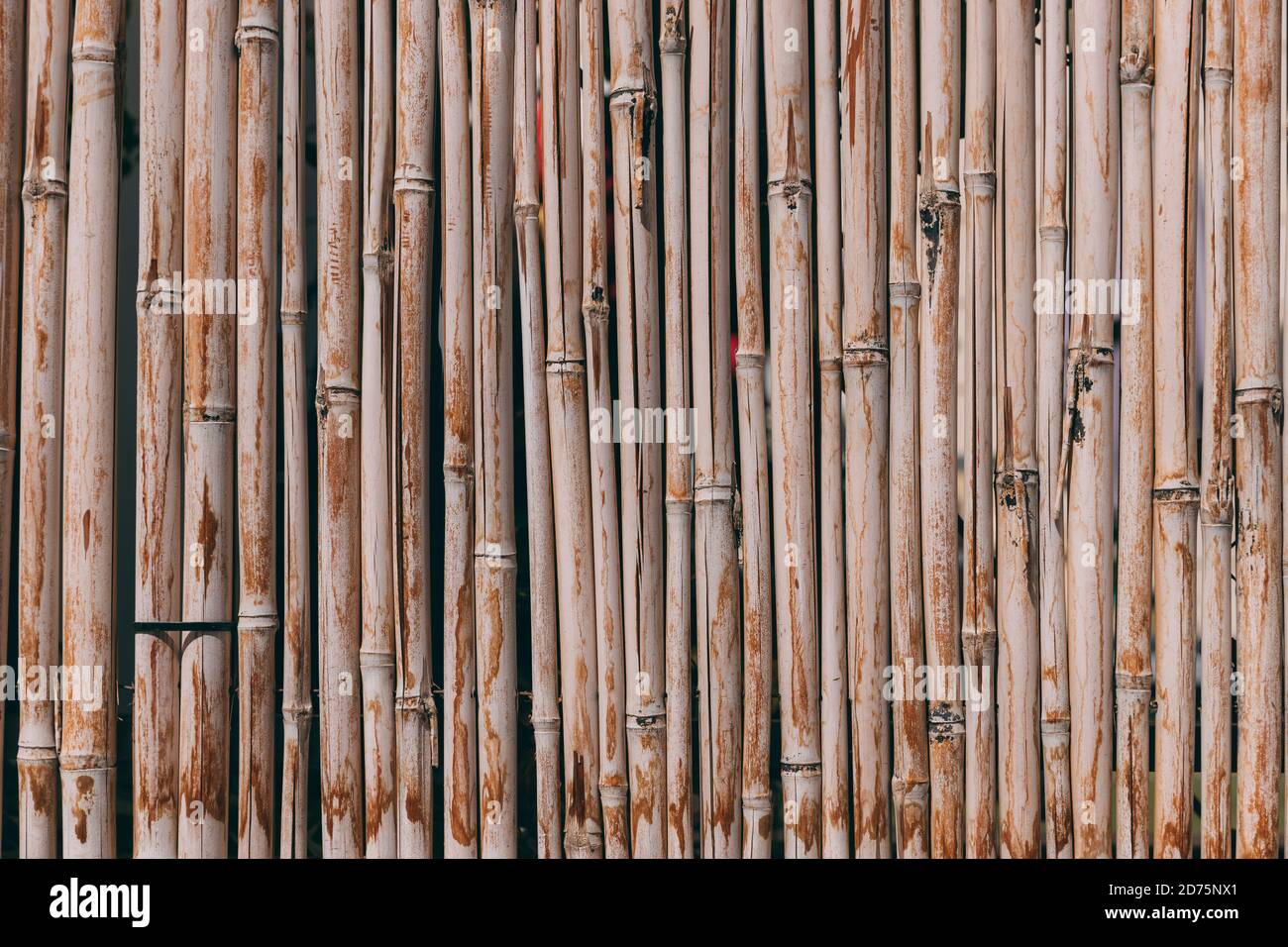 Natural Bamboo Wood Texture Background, Wallpaper Texture, Wood