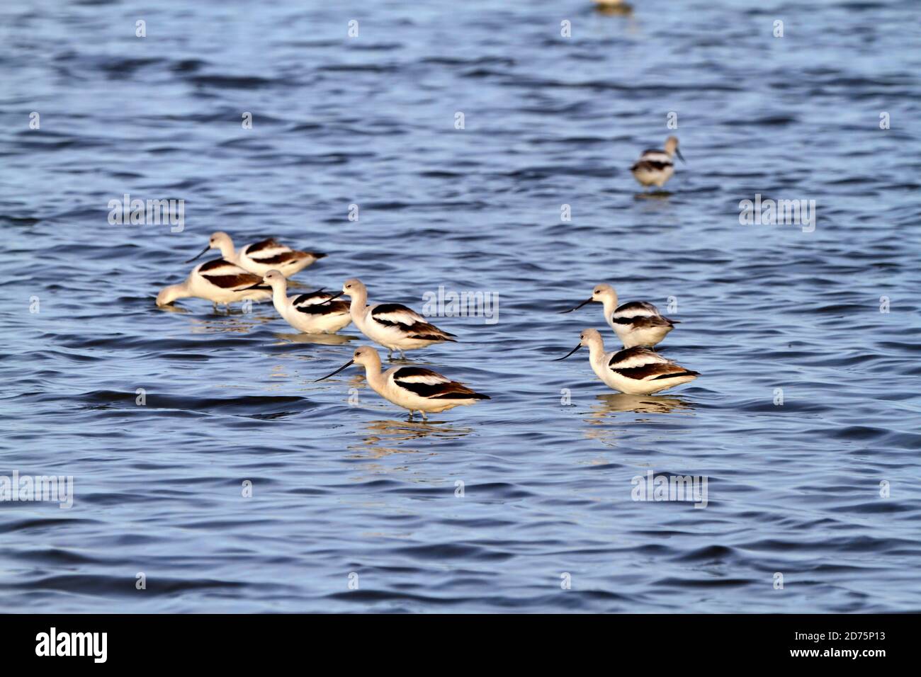 American Avocets, Recurvirostra americana. Avocets in winter plumage search for food near the Bolivar Jetty, Texas Stock Photo