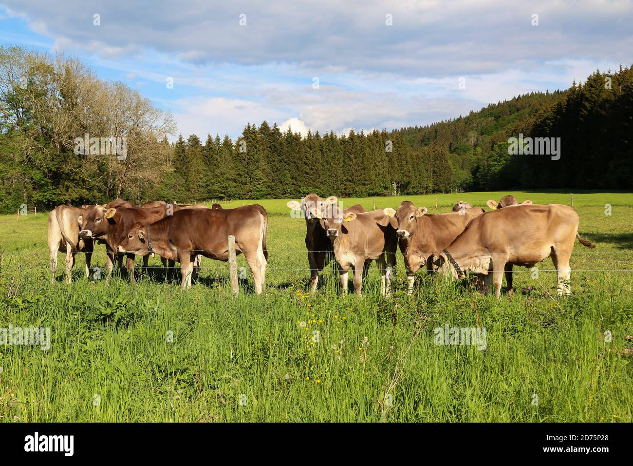 Herd of cows grazing in a pasture Stock Photo - Alamy
