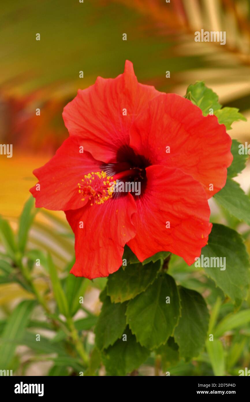 Hibiscus flower in full bloom Stock Photo - Alamy