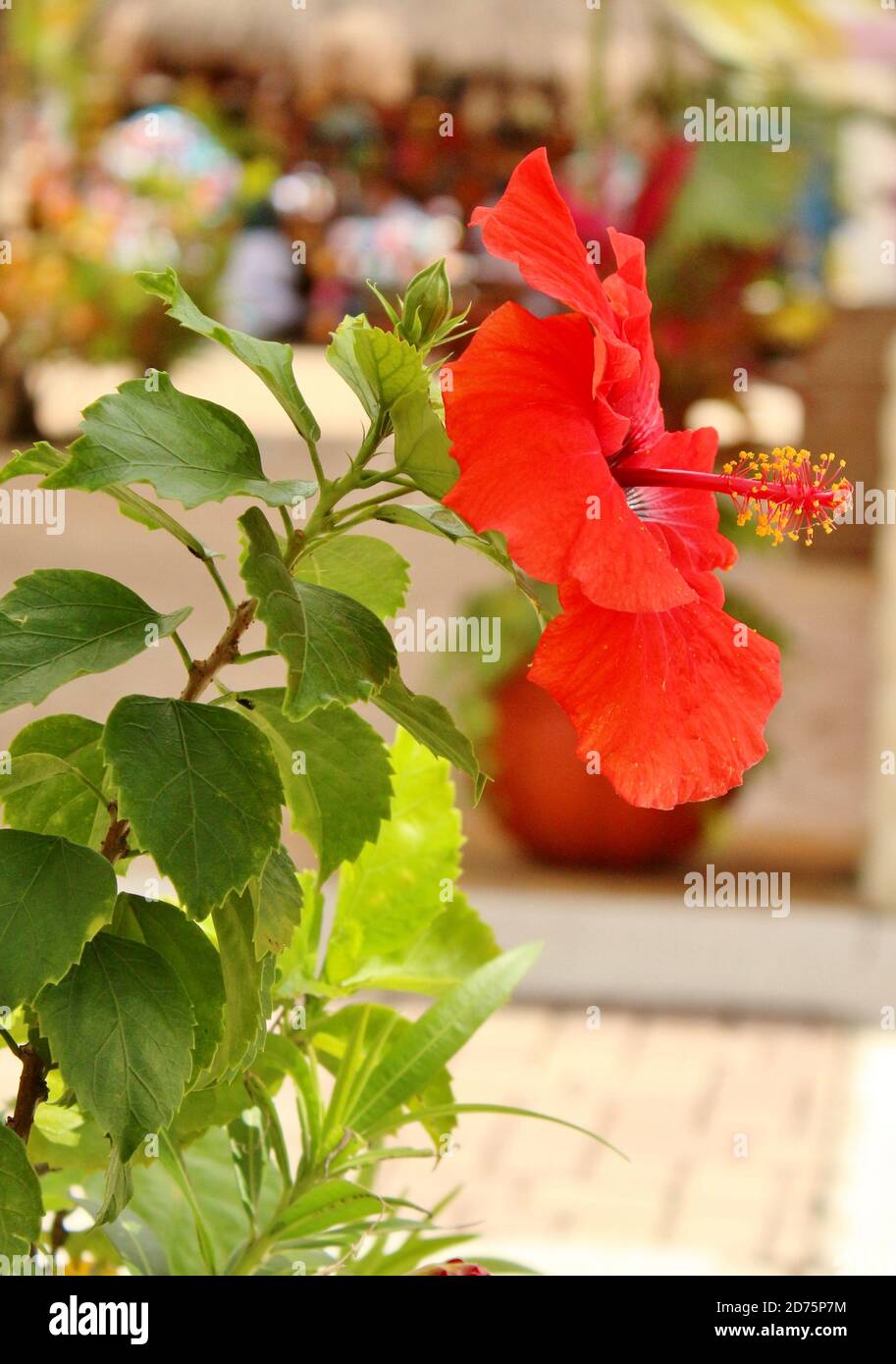 Hibiscus flower in full bloom Stock Photo - Alamy
