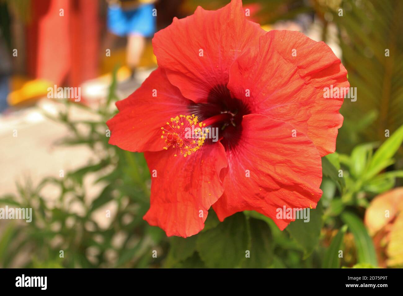 Hibiscus flower in full bloom Stock Photo - Alamy