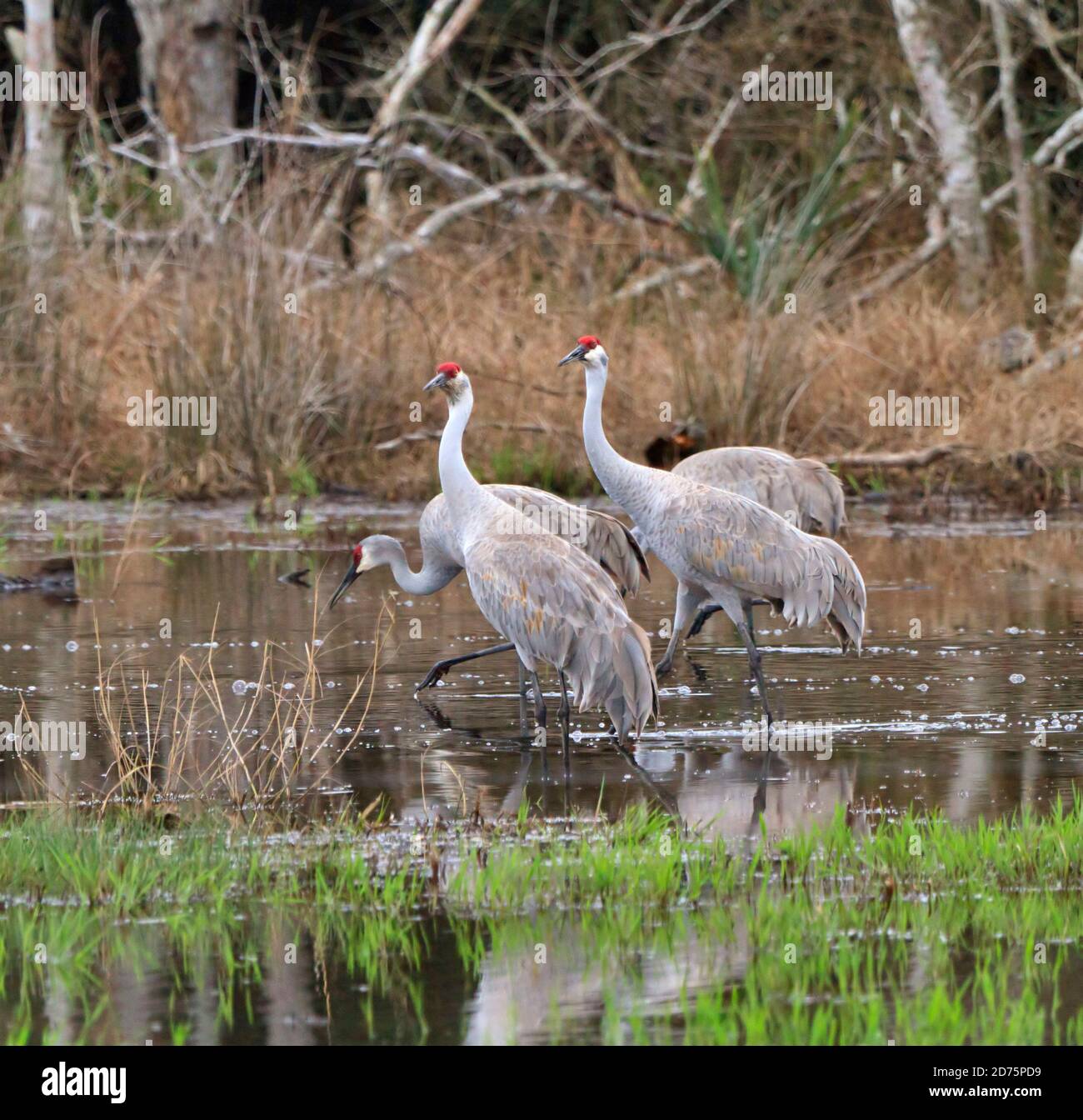 Sandhill Cranes, Grus canadensis feeding in marsh at Brazoria National