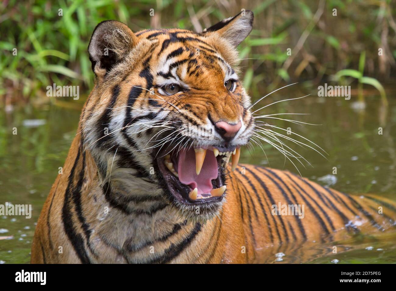 Sumatran tiger (Panthera tigris sumatrae). Sumatran tigers are a distinct subspecies of tiger found only on the Indonesian island of Sumatra. They are Stock Photo