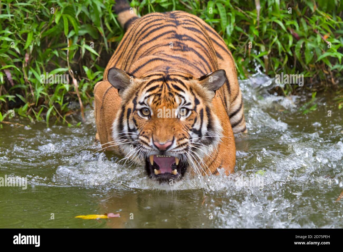 Sumatran tiger (Panthera tigris sumatrae). Sumatran tigers are a distinct subspecies of tiger found only on the Indonesian island of Sumatra. They are Stock Photo