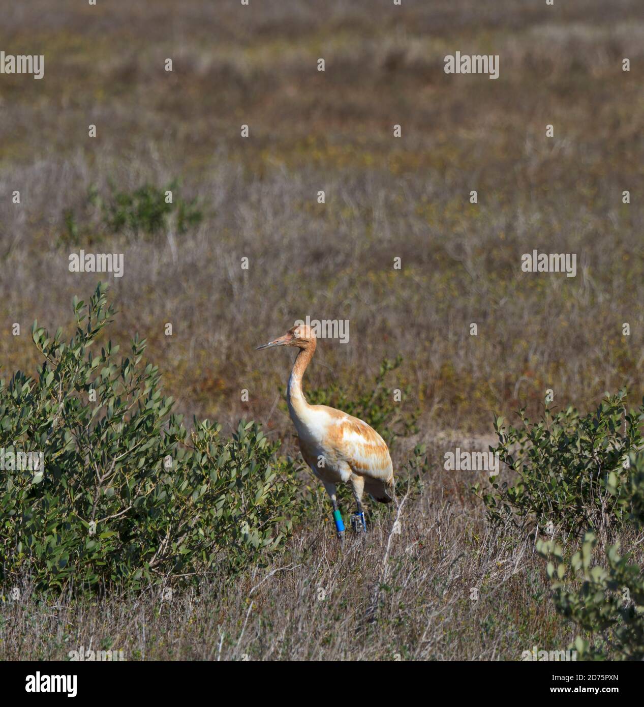 Whooping Crane chick, Grus americana, at Aransas National Wildlife Refuge, Gulf Coast, Texas. Tallest North American bird.  Endangered. Birds winter a Stock Photo