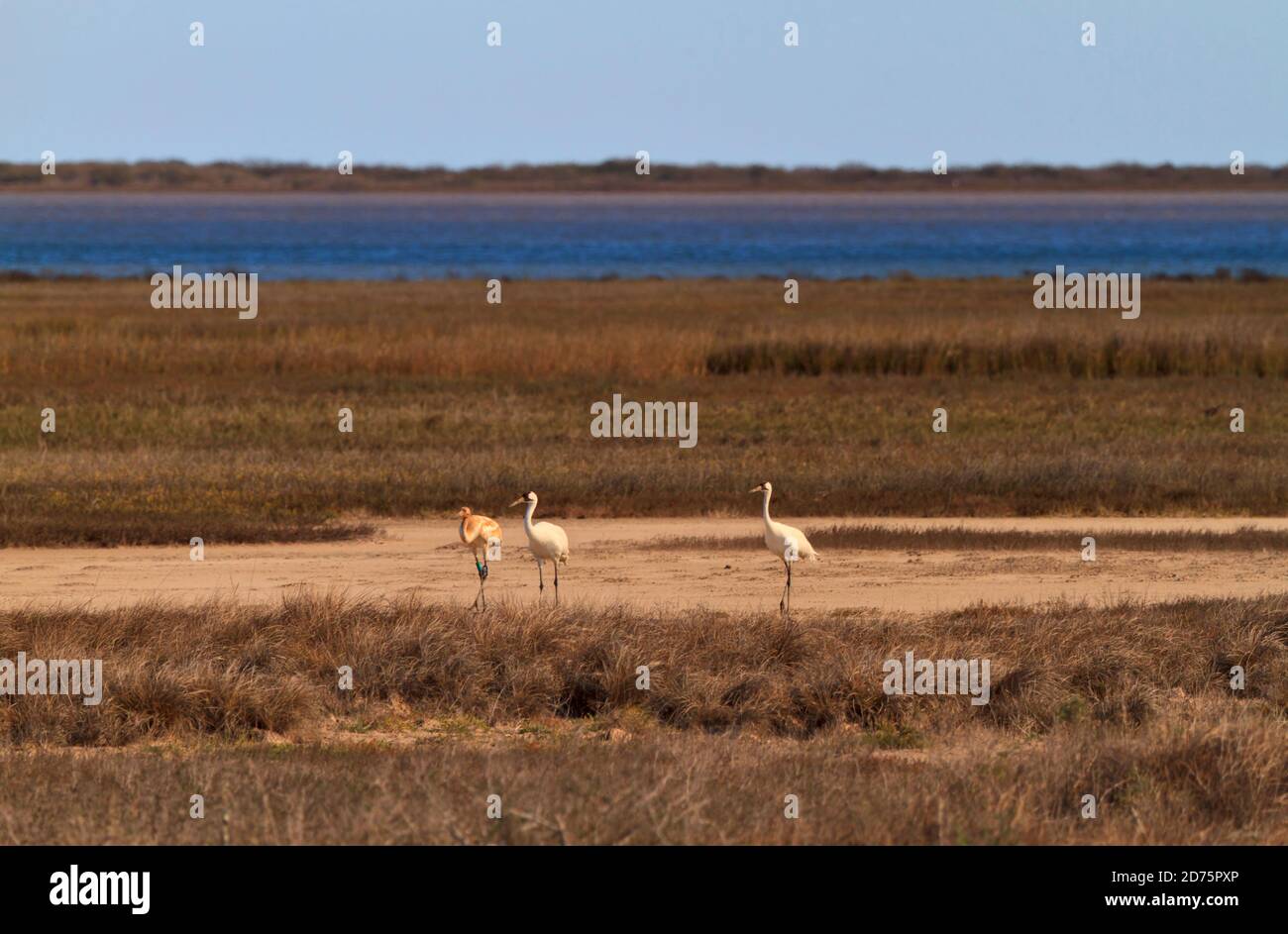Whooping Cranes, Grus americana, at Aransas National Wildlife Refuge, Gulf Coast, Texas. Tallest North American bird.  Endangered. Birds winter at Ara Stock Photo